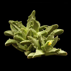 Faucaria tigrina