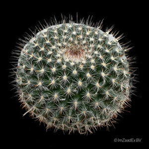 Mammillaria brauneana