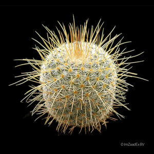 Mammillaria dixanthocentron