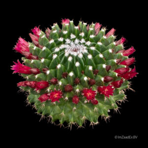 Mammillaria mystax