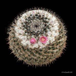 Mammillaria orcutti